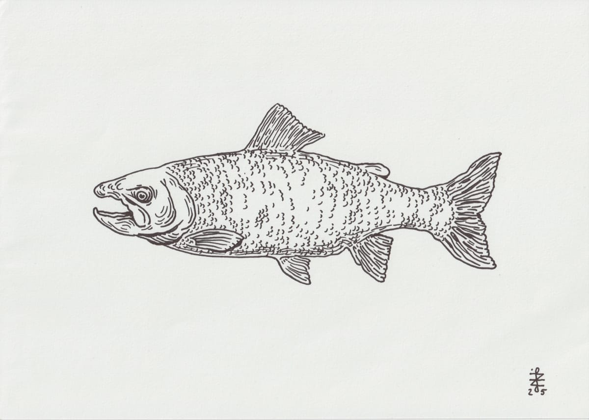 trout-2025
